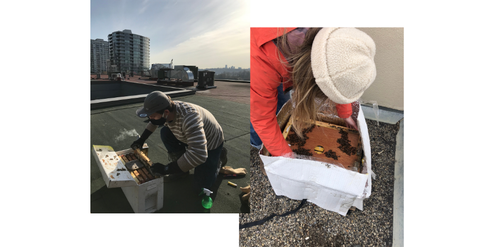 Photos of our hives at  McKenzie Towne and Shops at New West