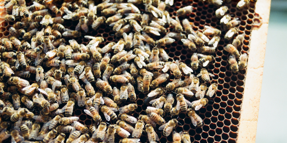 Photo of a hive at  Broadmoor Village - Vancouver 