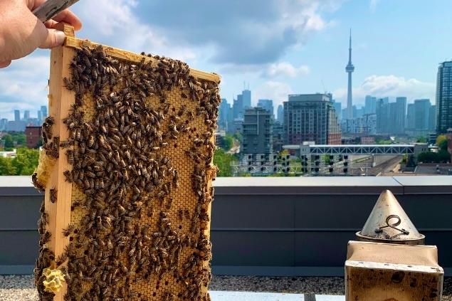 photo of someone holding a honey comb with the city in background 
