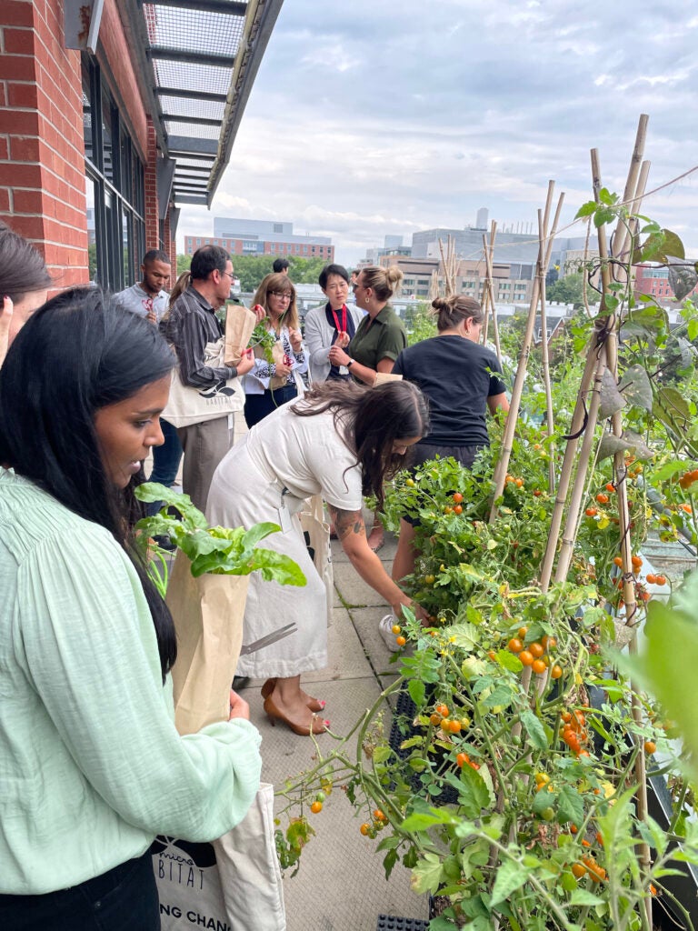 people harvesting vegetables in urban garden
